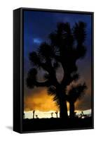 Silhouettte Of Joshua Tree (Yucca Brevifolia) At Sunset, Joshua Tree National Park, Mojave Desert-Jouan Rius-Framed Stretched Canvas