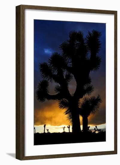 Silhouettte Of Joshua Tree (Yucca Brevifolia) At Sunset, Joshua Tree National Park, Mojave Desert-Jouan Rius-Framed Photographic Print