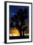 Silhouettte Of Joshua Tree (Yucca Brevifolia) At Sunset, Joshua Tree National Park, Mojave Desert-Jouan Rius-Framed Photographic Print