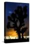 Silhouettte Of Joshua Tree (Yucca Brevifolia) At Sunset, Joshua Tree National Park, Mojave Desert-Jouan Rius-Stretched Canvas