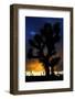 Silhouettte Of Joshua Tree (Yucca Brevifolia) At Sunset, Joshua Tree National Park, Mojave Desert-Jouan Rius-Framed Photographic Print