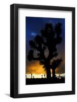 Silhouettte Of Joshua Tree (Yucca Brevifolia) At Sunset, Joshua Tree National Park, Mojave Desert-Jouan Rius-Framed Photographic Print