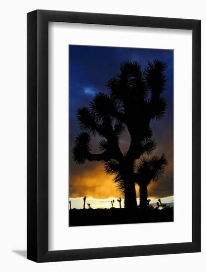 Silhouettte Of Joshua Tree (Yucca Brevifolia) At Sunset, Joshua Tree National Park, Mojave Desert-Jouan Rius-Framed Photographic Print