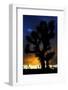 Silhouettte Of Joshua Tree (Yucca Brevifolia) At Sunset, Joshua Tree National Park, Mojave Desert-Jouan Rius-Framed Photographic Print