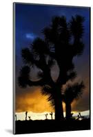 Silhouettte Of Joshua Tree (Yucca Brevifolia) At Sunset, Joshua Tree National Park, Mojave Desert-Jouan Rius-Mounted Photographic Print