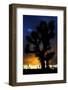 Silhouettte Of Joshua Tree (Yucca Brevifolia) At Sunset, Joshua Tree National Park, Mojave Desert-Jouan Rius-Framed Premium Photographic Print