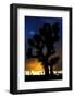 Silhouettte Of Joshua Tree (Yucca Brevifolia) At Sunset, Joshua Tree National Park, Mojave Desert-Jouan Rius-Framed Premium Photographic Print