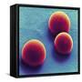 Silica Microspheres, SEM-Thomas Deerinck-Framed Stretched Canvas