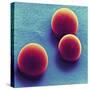 Silica Microspheres, SEM-Thomas Deerinck-Stretched Canvas