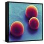 Silica Microspheres, SEM-Thomas Deerinck-Framed Stretched Canvas