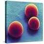 Silica Microspheres, SEM-Thomas Deerinck-Stretched Canvas