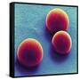 Silica Microspheres, SEM-Thomas Deerinck-Framed Stretched Canvas