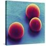 Silica Microspheres, SEM-Thomas Deerinck-Stretched Canvas