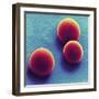 Silica Microspheres, SEM-Thomas Deerinck-Framed Premium Photographic Print