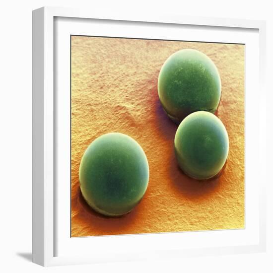 Silica Microspheres, SEM-Thomas Deerinck-Framed Premium Photographic Print