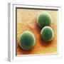 Silica Microspheres, SEM-Thomas Deerinck-Framed Premium Photographic Print