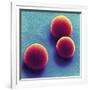Silica Microspheres, SEM-Thomas Deerinck-Framed Photographic Print