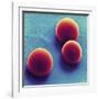 Silica Microspheres, SEM-Thomas Deerinck-Framed Photographic Print