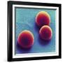 Silica Microspheres, SEM-Thomas Deerinck-Framed Photographic Print