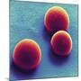 Silica Microspheres, SEM-Thomas Deerinck-Mounted Photographic Print