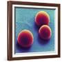 Silica Microspheres, SEM-Thomas Deerinck-Framed Photographic Print