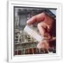 Gramercy White