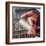 Brown Frame