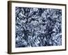 Silicon, Macrophotograph-PASIEKA-Framed Photographic Print