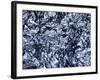 Silicon, Macrophotograph-PASIEKA-Framed Photographic Print