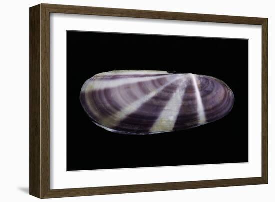 Siliqua Radiata-Paul Starosta-Framed Photographic Print