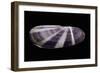 Siliqua Radiata-Paul Starosta-Framed Photographic Print