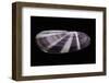 Siliqua Radiata-Paul Starosta-Framed Photographic Print