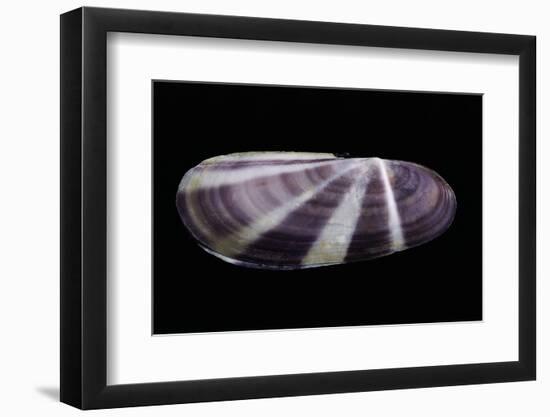 Siliqua Radiata-Paul Starosta-Framed Photographic Print