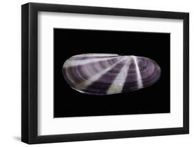 Siliqua Radiata-Paul Starosta-Framed Photographic Print