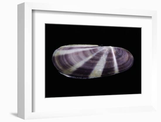 Siliqua Radiata-Paul Starosta-Framed Photographic Print