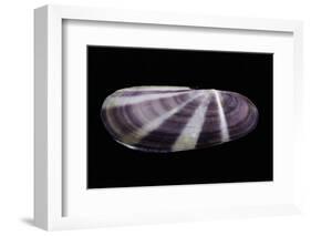 Siliqua Radiata-Paul Starosta-Framed Photographic Print