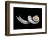 Siliquaria Anguina-Paul Starosta-Framed Photographic Print