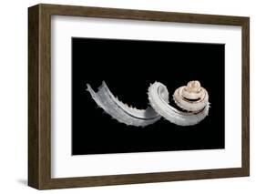 Siliquaria Anguina-Paul Starosta-Framed Photographic Print