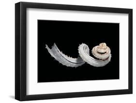 Siliquaria Anguina-Paul Starosta-Framed Photographic Print