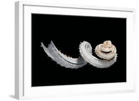 Siliquaria Anguina-Paul Starosta-Framed Photographic Print