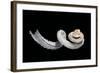 Siliquaria Anguina-Paul Starosta-Framed Photographic Print