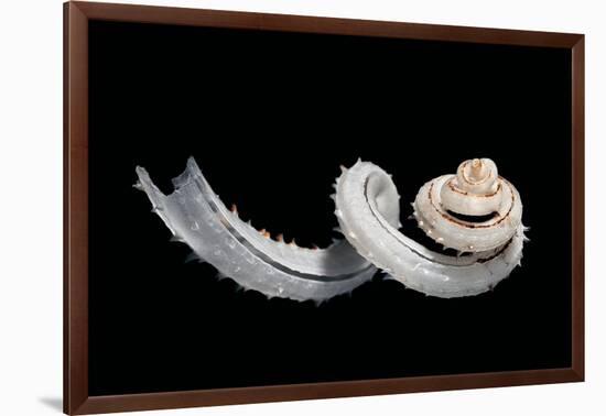 Siliquaria Anguina-Paul Starosta-Framed Photographic Print