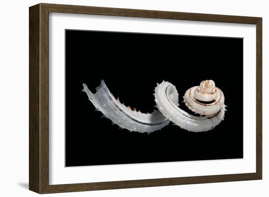 Siliquaria Anguina-Paul Starosta-Framed Photographic Print