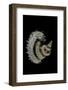 Siliquaria Anguina-Paul Starosta-Framed Photographic Print