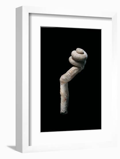 Siliquaria Ponderosa-Paul Starosta-Framed Photographic Print