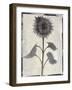 Silk Botanicals V-Liz Jardine-Framed Art Print