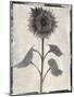 Silk Botanicals V-Liz Jardine-Mounted Art Print