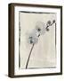 Silk Botanicals VI-Liz Jardine-Framed Art Print