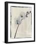 Silk Botanicals VI-Liz Jardine-Framed Art Print