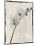 Silk Botanicals VI-Liz Jardine-Mounted Art Print